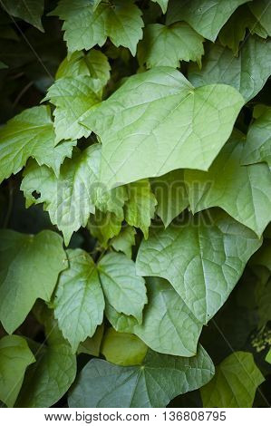 Hedera leaves commonly called ivy evergreen climbing or ground-creeping woody plants in the family Araliaceae