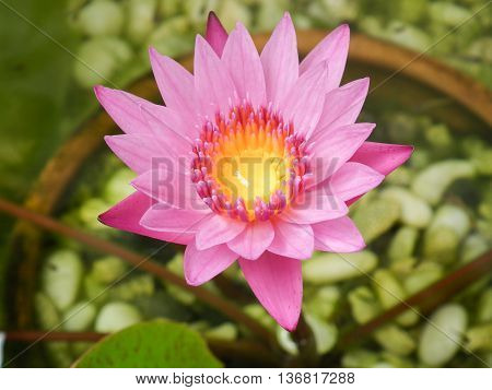Lotus flower in pot and on water