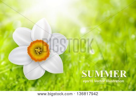 Summer flower background over green defocus backdrop, vector illustration.