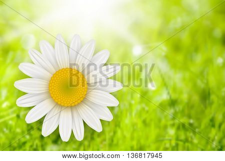 Green Background with chamomile flower, summer vector illustration.