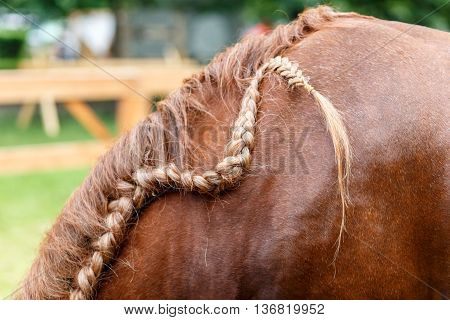 Red horse mane hair - closeup soft light