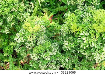 Ecological Concept Horizontal of Green Leaves of Polyscias Plants Background.