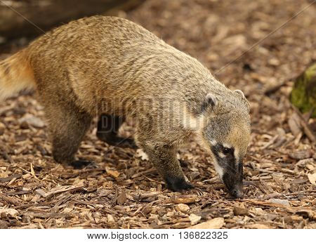 Close up of a male Ring-Tailed Coati