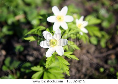 First spring flower - a forest anemony on a glade in the wood.