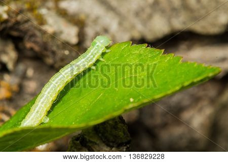 A Green Loopers Larva