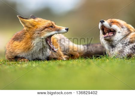 Two European Red Foxes Growling