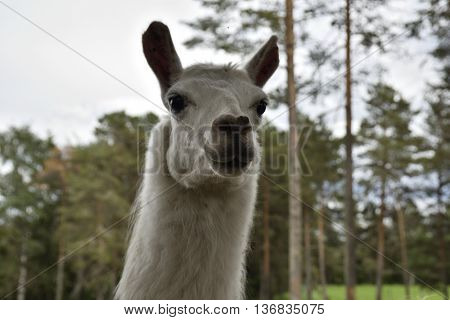 Head of a White llama (lama glama) in a park in the North of Sweden.