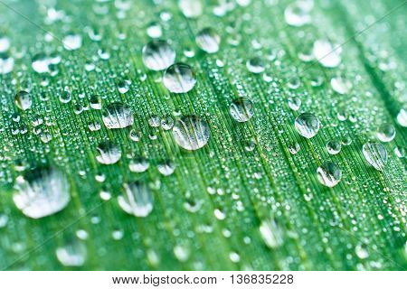 Drops of dew on a leaf marsh reeds. Photo closeup, shallow depth of field.