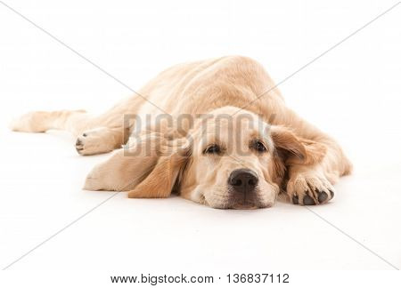 golden retrievr lying in white studio watching me.