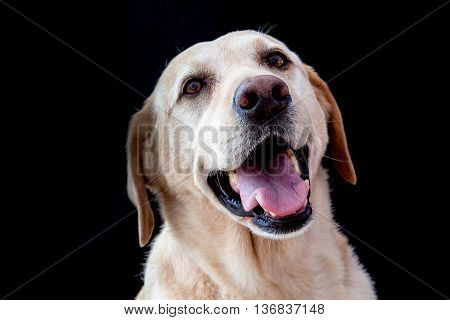 golden retriever smiling in a black background