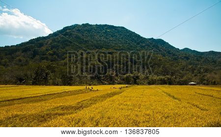 Rice is winnowed . Bali, Indonesia. Bali can produce rice all year round due to Subak which manages water supply system for farmers in the dry season.