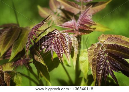 young leaves of the walnut tree on a green background