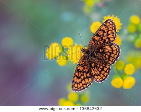 Heath Fritillary Butterfly On Yellow Flowers