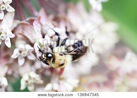 Macro of a bumble bee feeding from the blossoms of a milkweed plant. Extreme shallow depth of field.