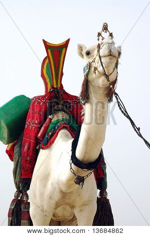 Tuareg bianco Camel impaziente