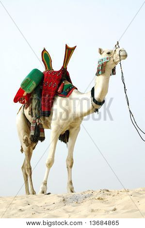 Camel nomade in piedi nel deserto