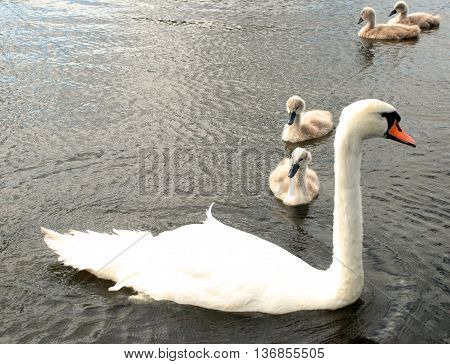 family of white swans in the water swimming