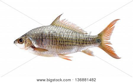 uncooked Labiobarbus siamensis fish on white background