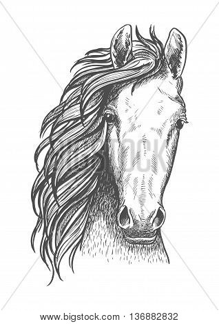 Wild mustang isolated sketch symbol for wildlife theme or t-shirt print design usage with close up portrait of a head of american free-roaming or feral horse.