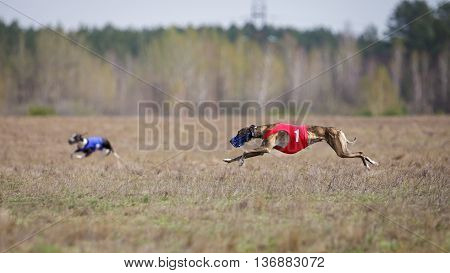 Whippet Dog Running. Coursing, Passion And Speed