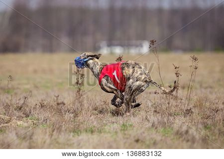 Whippet Dog Running. Coursing, Passion And Speed
