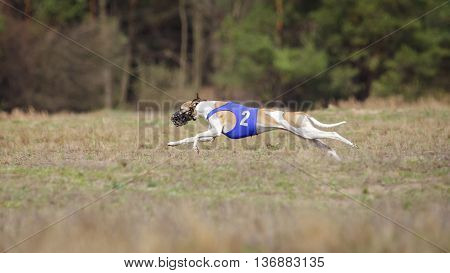 Whippet Dog Running. Coursing, Passion And Speed