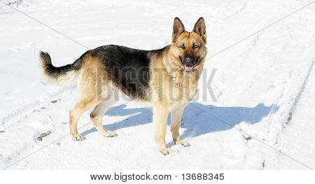 El perro grande en la nieve