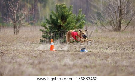 Coursing, Passion And Speed. Yuzhnorusskaya Borzaya Dogs Running