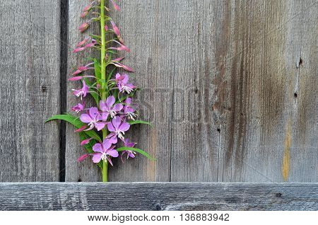Floral frame with pink blossom on wooden background.Pink flowers Chamérion angustifólium isolated on wooden background