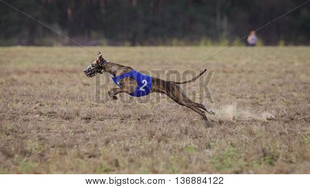 Coursing, Passion And Speed.  Whippet Dog Running.
