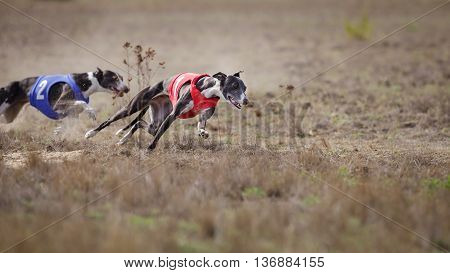 Coursing, Passion And Speed.  Whippet Dog Running.