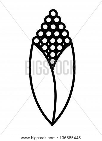 fesh vegetable corn  isolated icon design, vector illustration  graphic