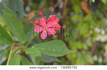 red peregrina blooming in garden on the morning