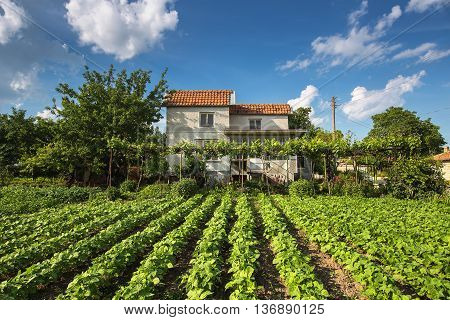 Village house with garden and vlue sky with clouds