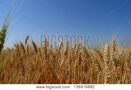 Ripe ears of wheat on agriculture field stock photo