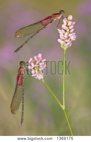Damselfly 듀오