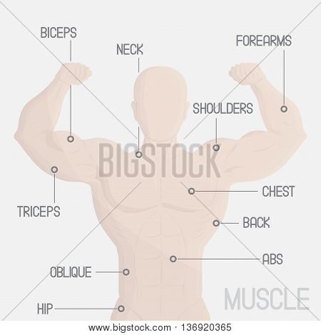 male part muscle gym illustration for sport, gym and education use.