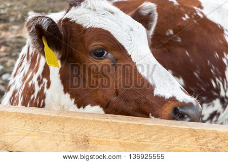 The sight of a calf cows in the paddock. Cow with tag number in the ear. A pastoral picture on the animal country. Animals for processing into meat and usage.
