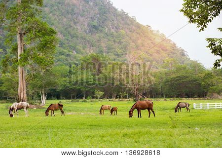 Hourses farm in the green garden mountain.