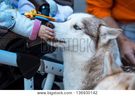 husky pet dog with brown and white fluffy hair and cute face touched by kid hand closeup