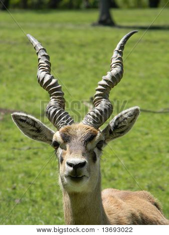 แอนทีโลปดำ cervicapra Linnaeus