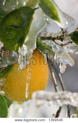 Glaçons formés sur l'oranger