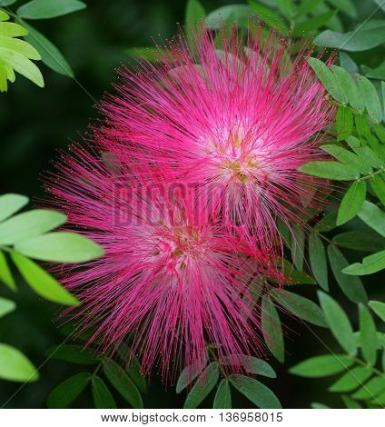 two pink, fluffy, mimosa flowers in green leaves near Songkhla, Thailand