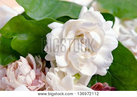 Jasmine (Other names are Jasminum Melati Jessamine Oleaceae Jasmine) flowers grouped on wooden board background