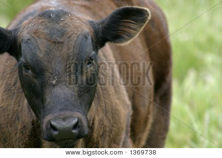 Vache au pâturage