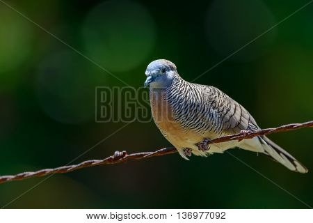 Peaceful Dove (Geopelia placida) close relative of the Barred Ground Dove or Zebra Dove on Barbed Wire Fence. Blurred background.