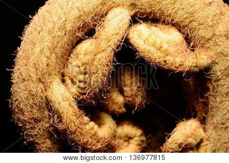 Giant Fern Frond tightly coiled and readying to unfurl