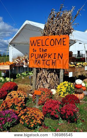Ronks Pennsylvania - October 16 2015: Sign and colourful Chrysanthemum flowers at the Pumpkin Patch farm