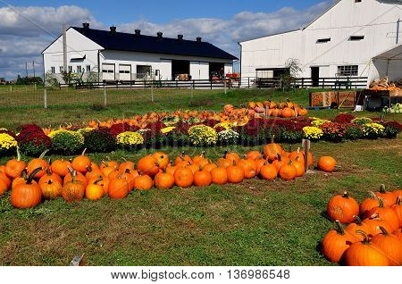 Ronks Pennsylvania - October 16 2015: Pumpkins gourds and Chrysanthemums are spread out on the lawns at the Pumpkin Patch farm