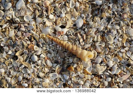 Auger spiral seashell with seashells background in Thailand.